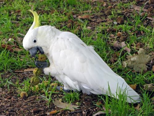 Попугаи какаду и их особенности