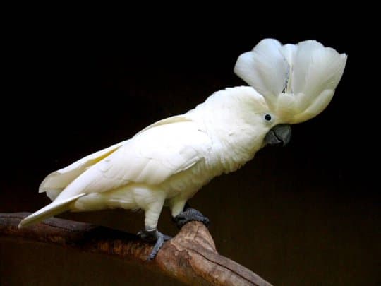 Попугаи какаду и их особенности